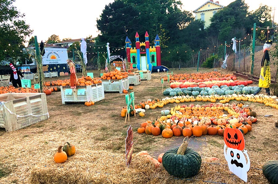 sunnyside produce pumpkin patch